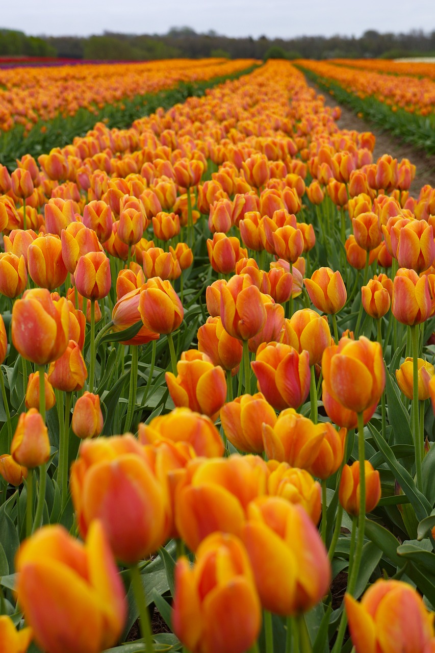 tulips tulipanmark flower free photo