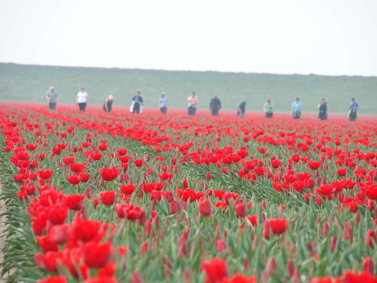 tulips agriculture holland free photo