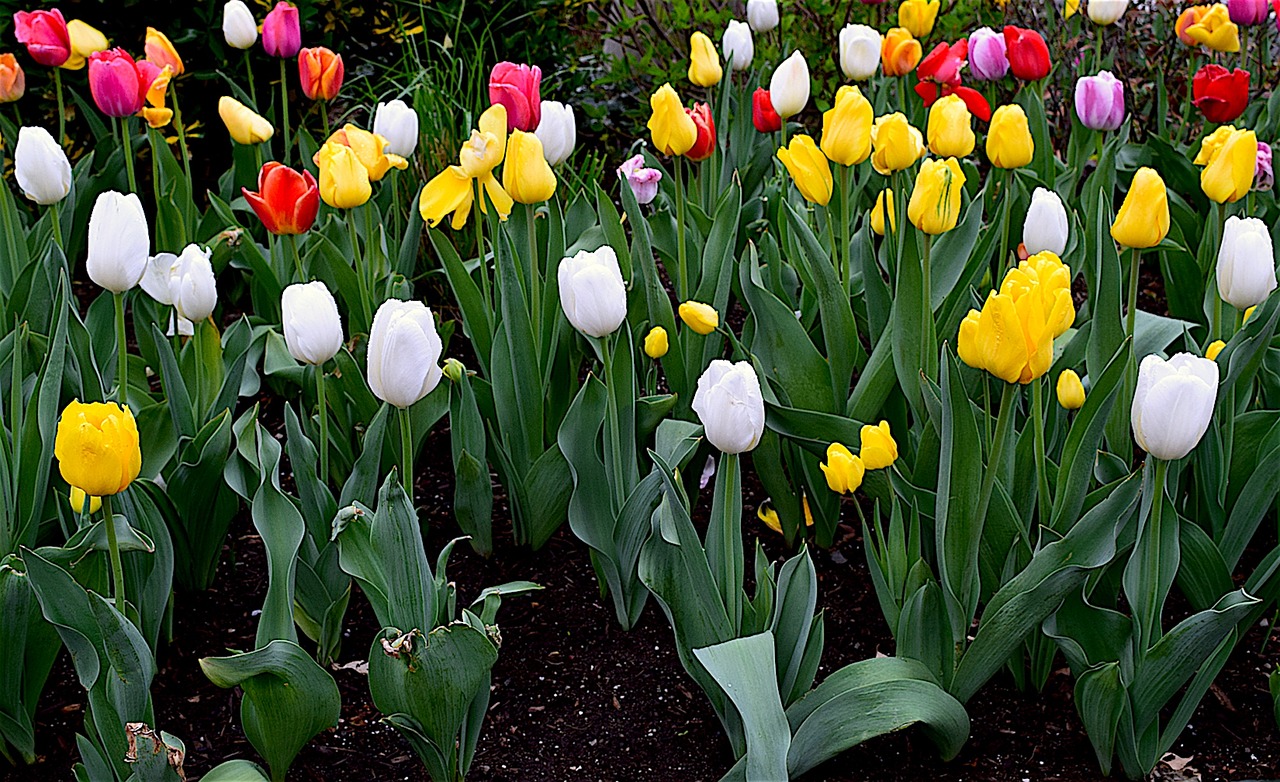 tulips flowers blooming free photo