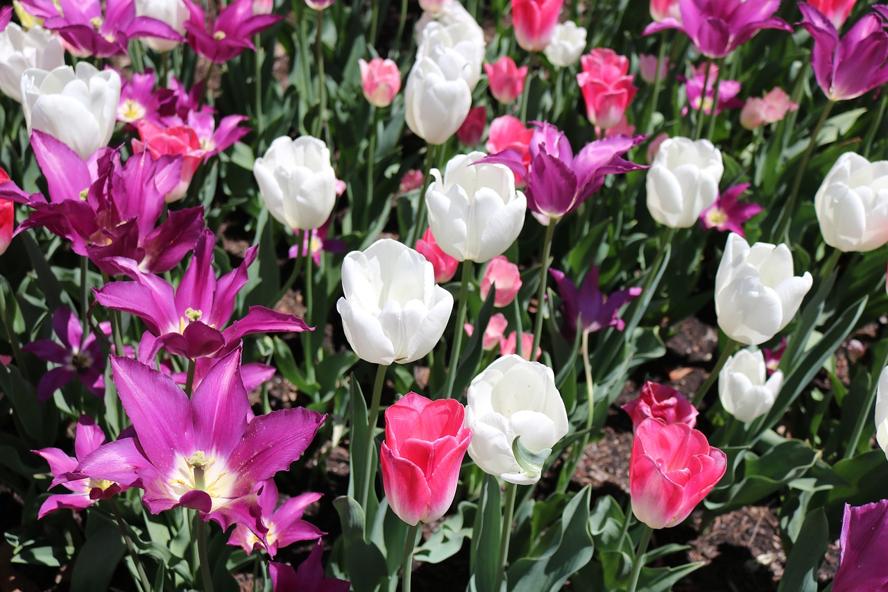 tulips flower fresh free photo