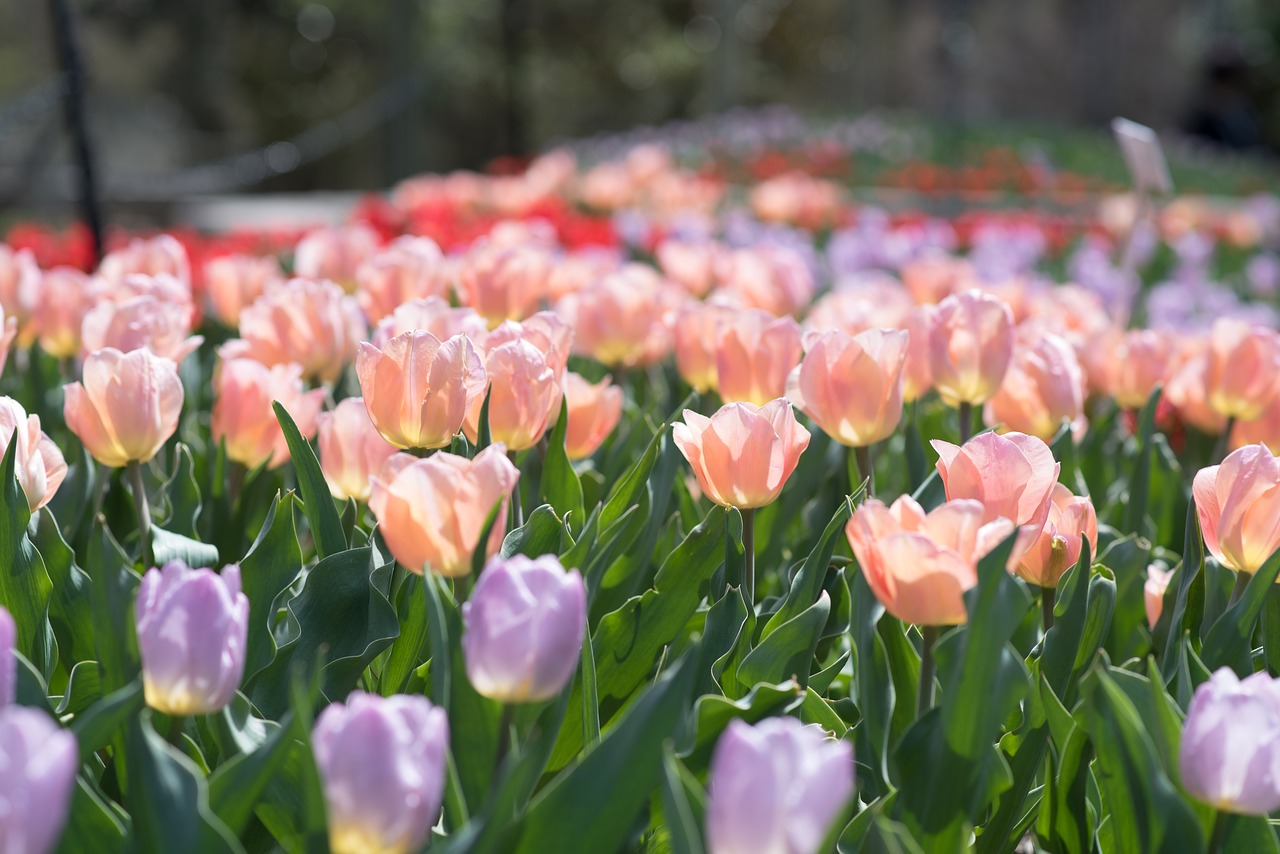 tulips sherwood gardens flowers free photo