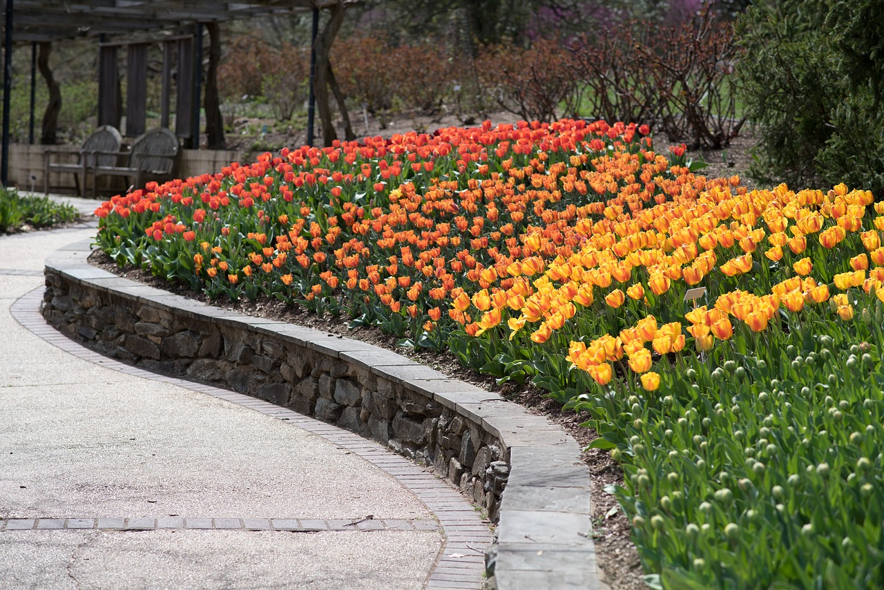 tulips sherwood gardens flowers free photo