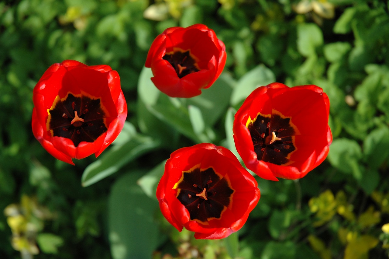 tulips flowers red free photo