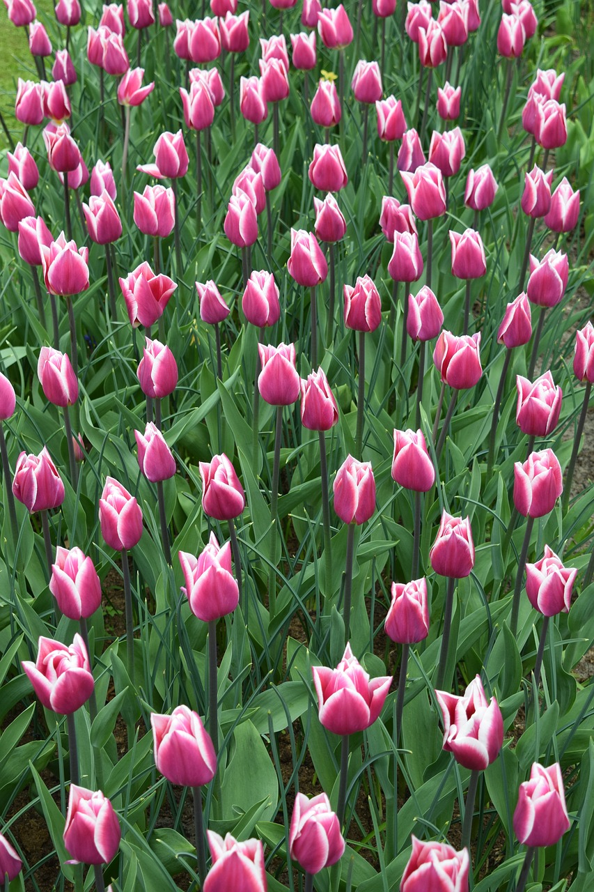 tulips tulip keukenhof free photo