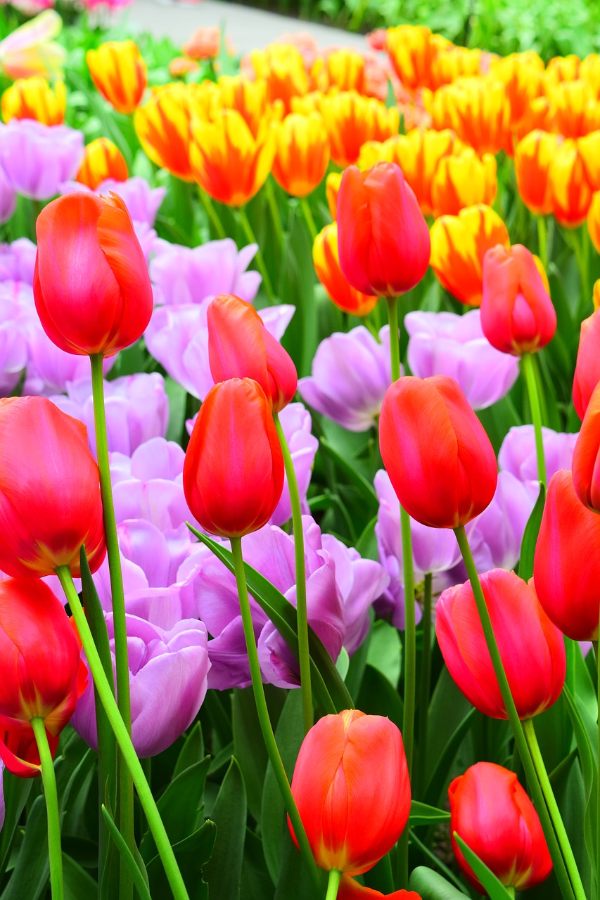 tulips red pink free photo