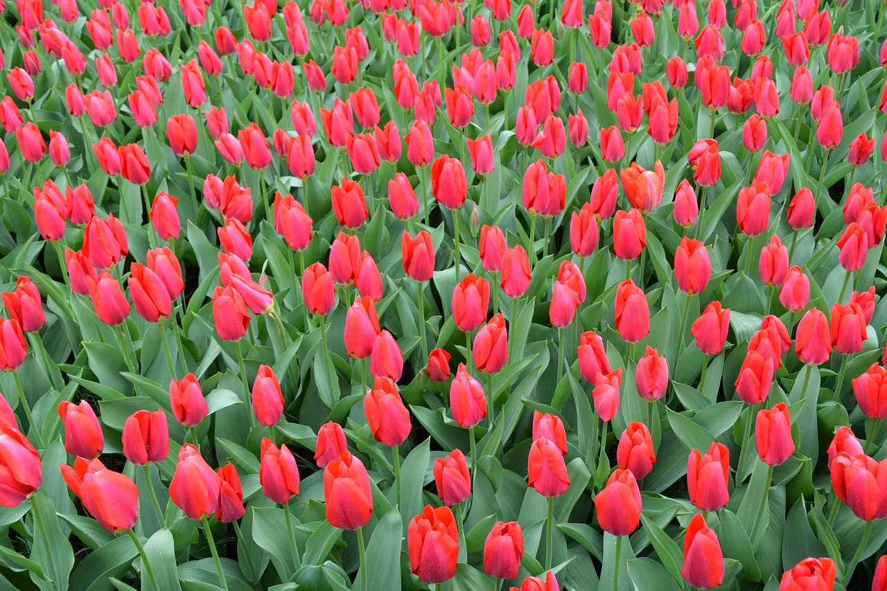 tulips red flowers free photo