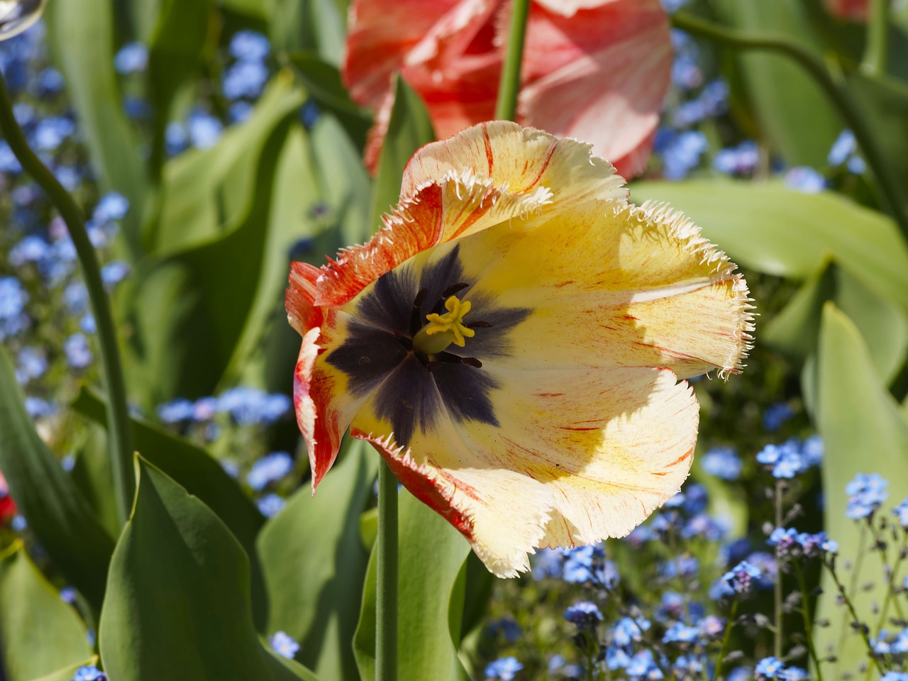 tulips tulip fringed flowers free photo