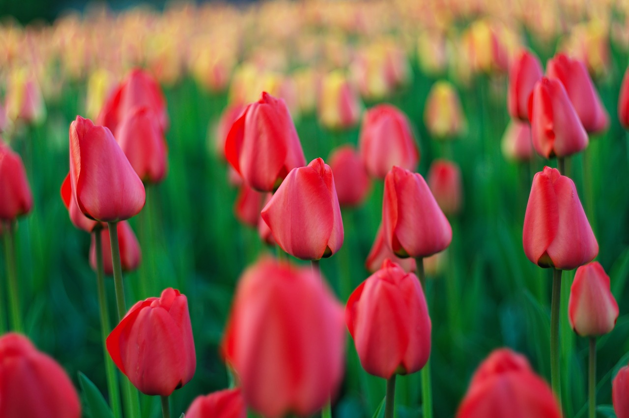 tulips field spring free photo