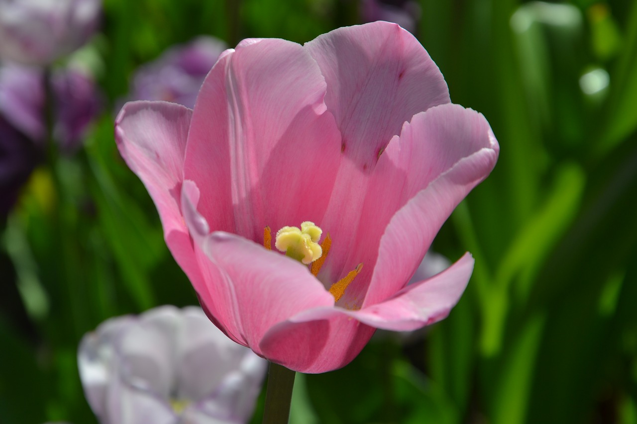 tulips flowers spring free photo