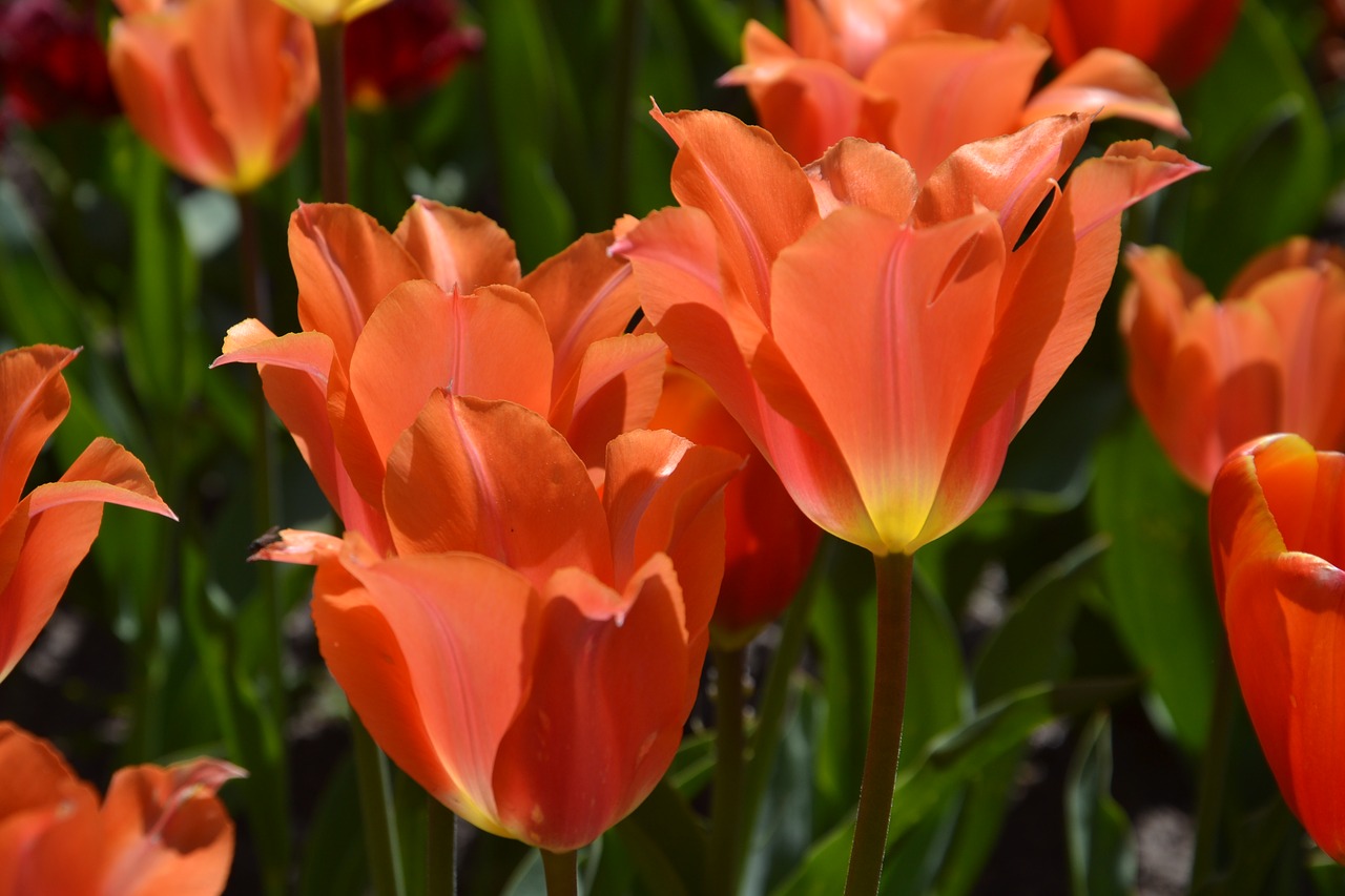 tulips flowers spring free photo