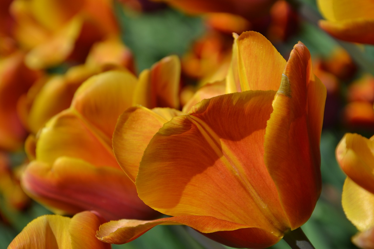 tulips flowers spring free photo