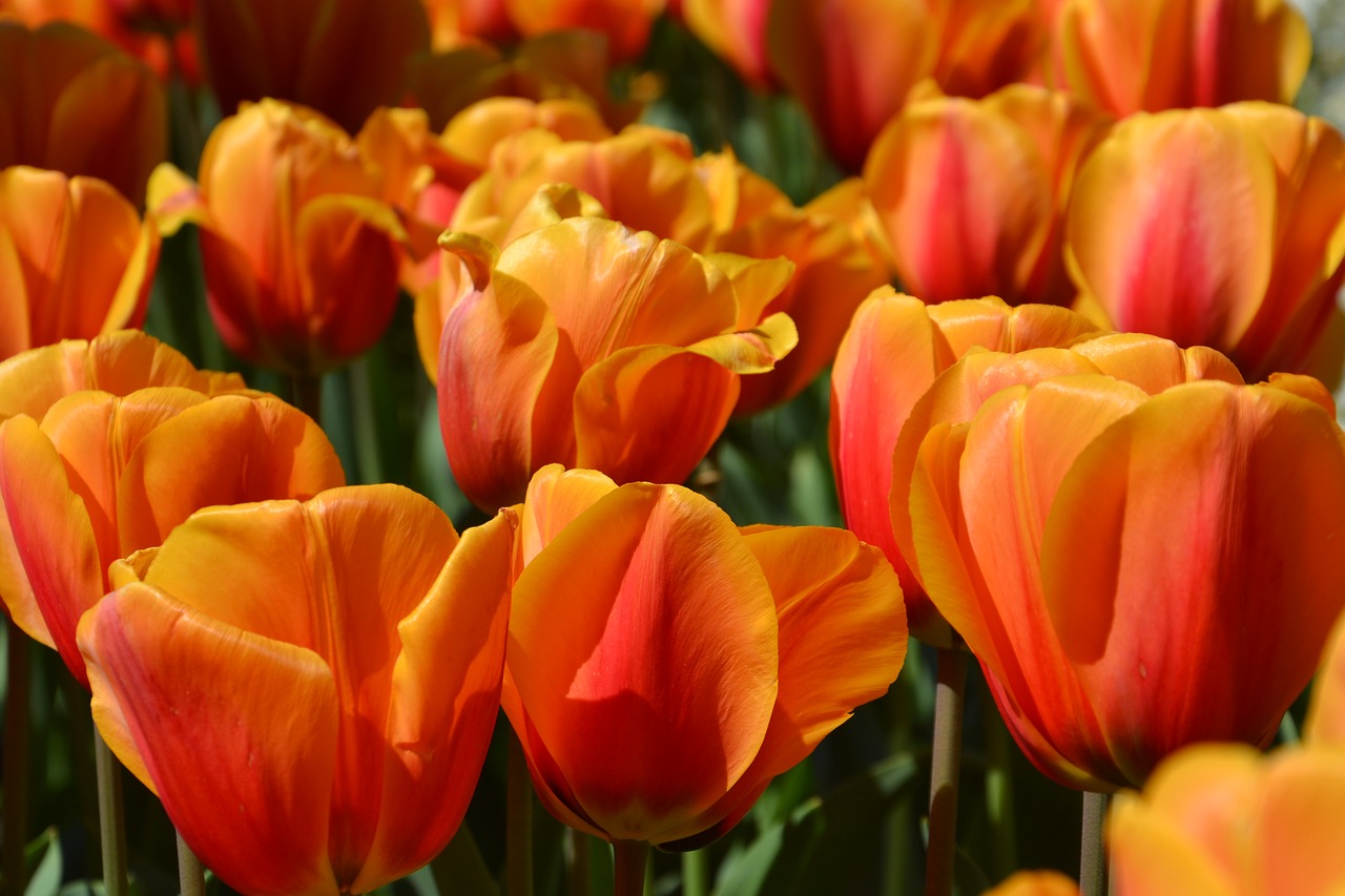 tulips flowers spring free photo