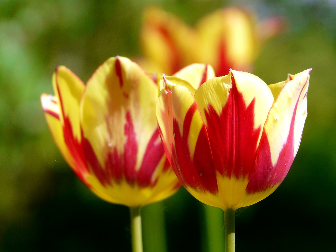 tulips spring blossom free photo