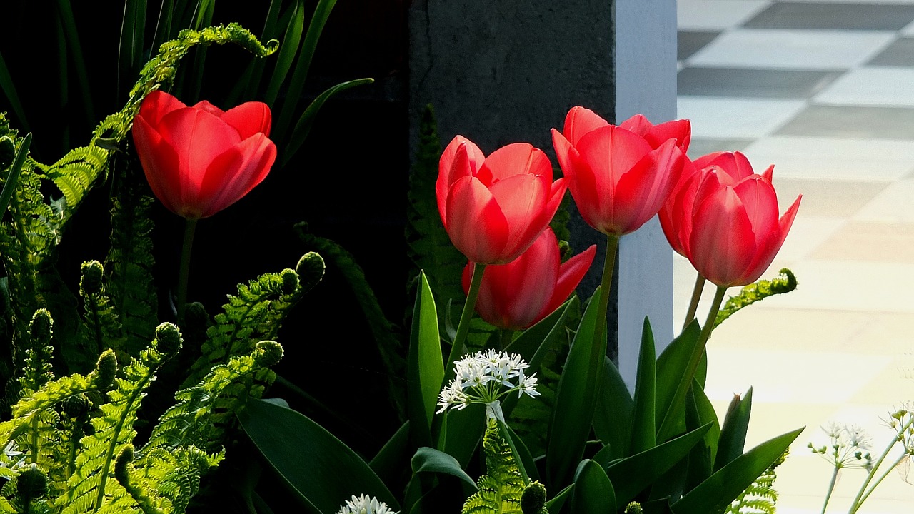 tulips red tulips flowers free photo