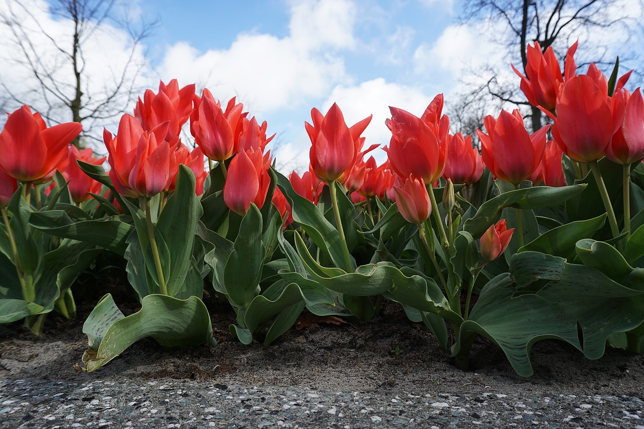 tulips sky flowers free photo