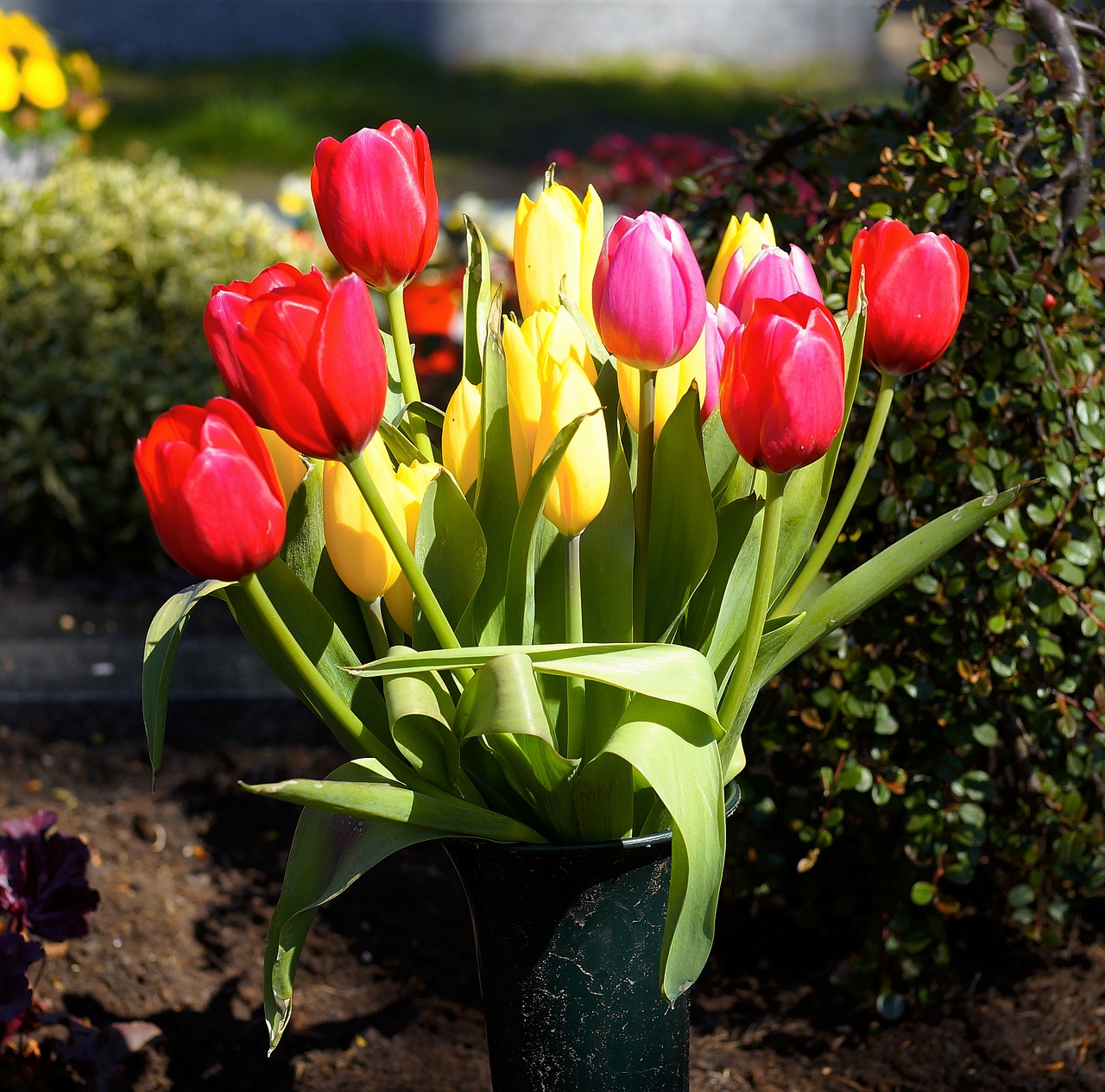 tulips colorful flowers free photo