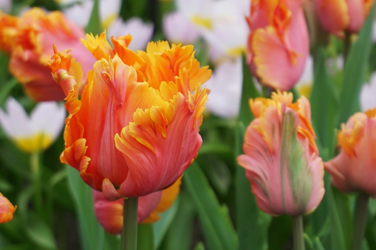 tulips flowers spring flowers free photo