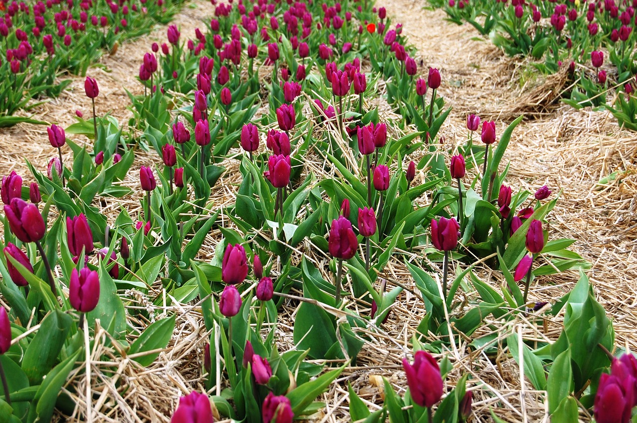 tulips plantation picnic free photo