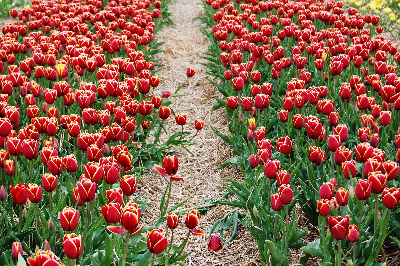 tulips plantation picnic free photo