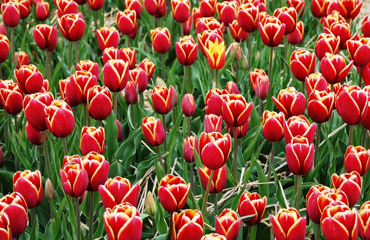 tulips plantation picnic free photo