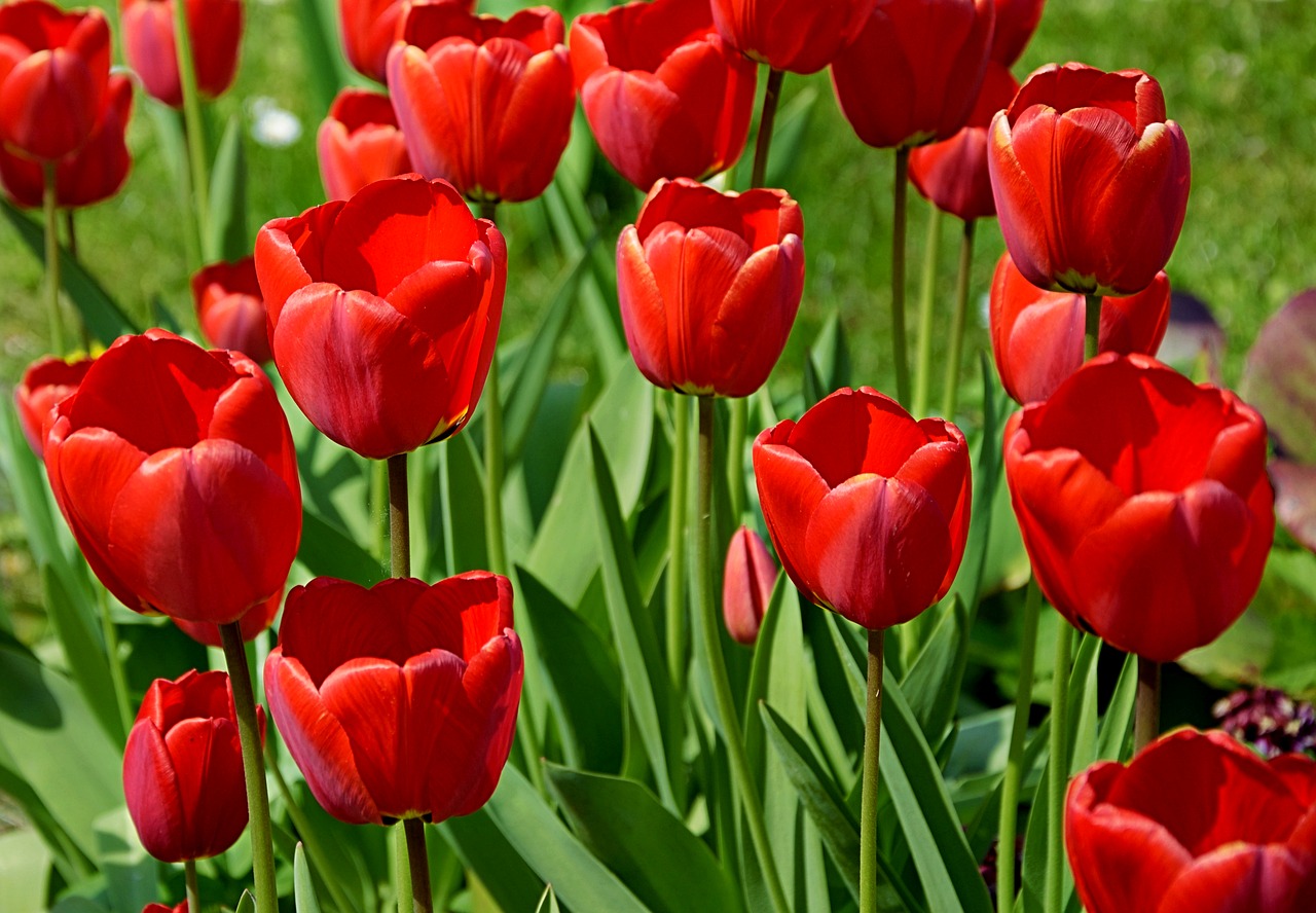 tulips red outdoor free photo