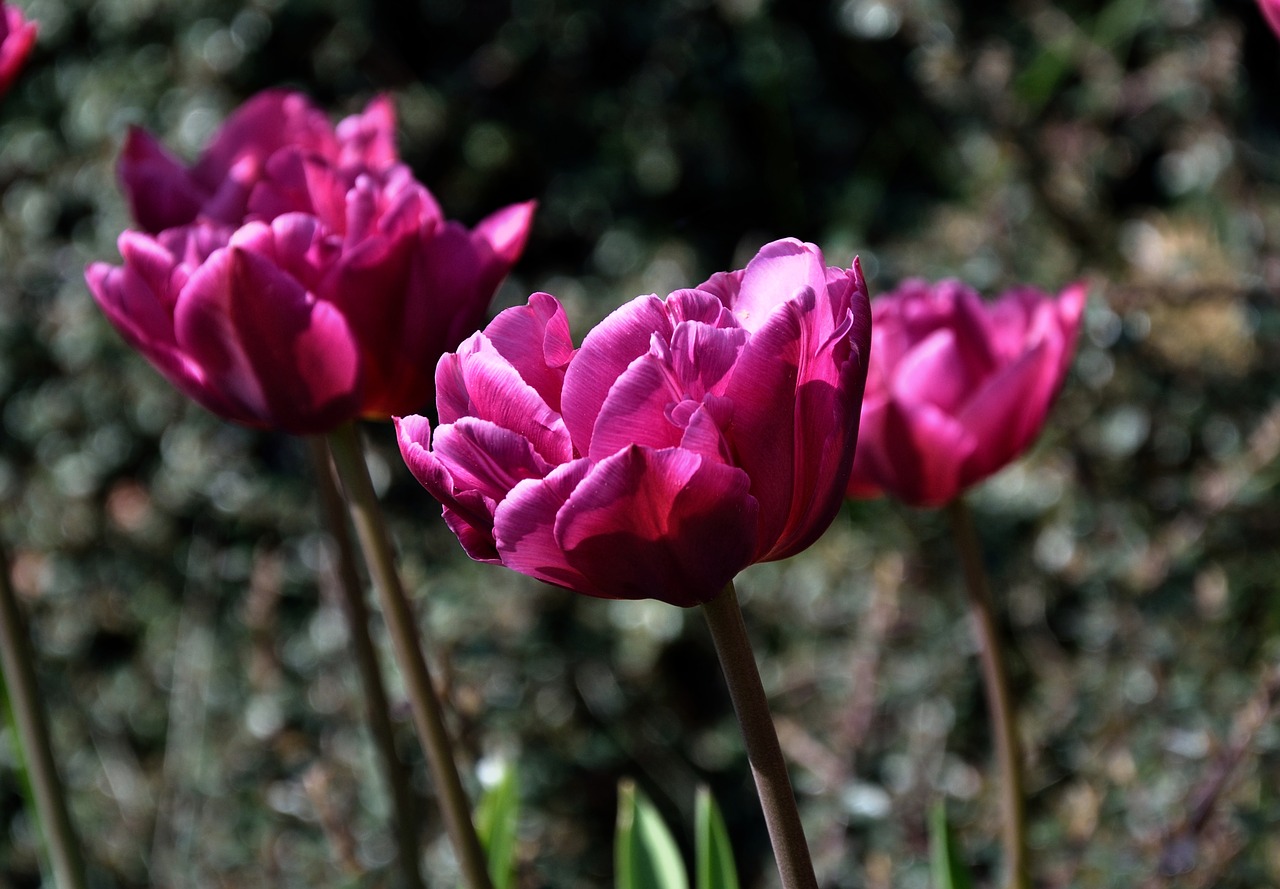 tulips violet outdoor free photo