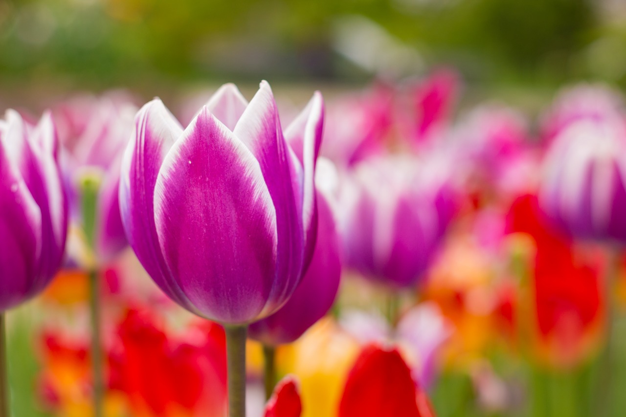 tulips red flowers free photo