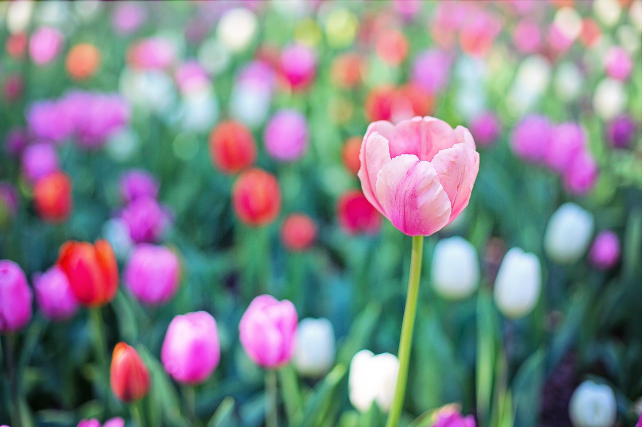 tulips flowers spring free photo