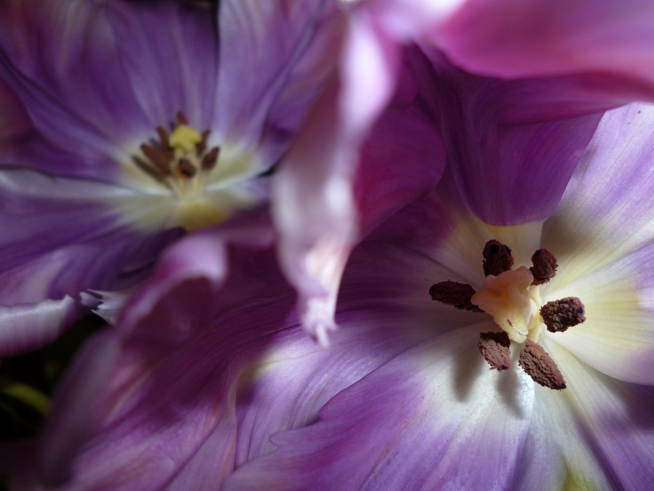 tulips purple light free photo