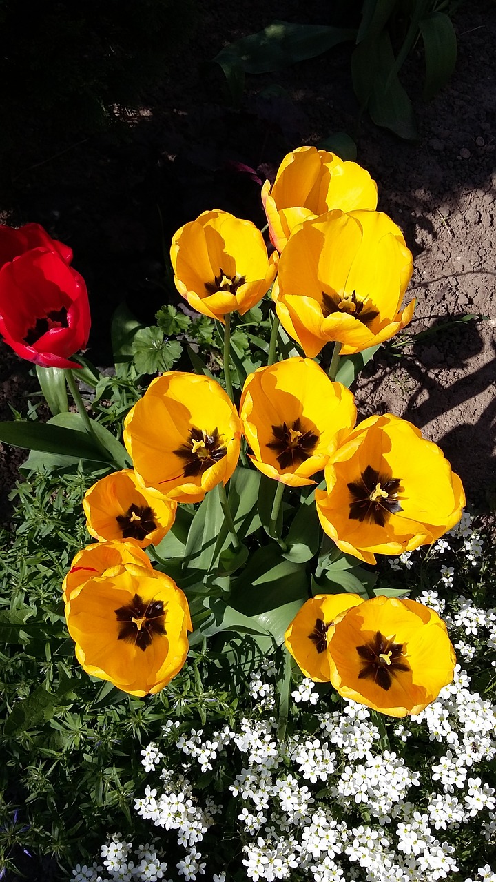 tulips flowers garden free photo