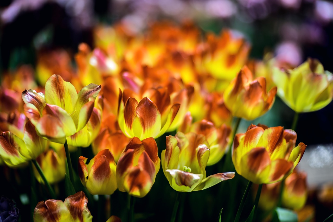 tulips flowers handsomely free photo