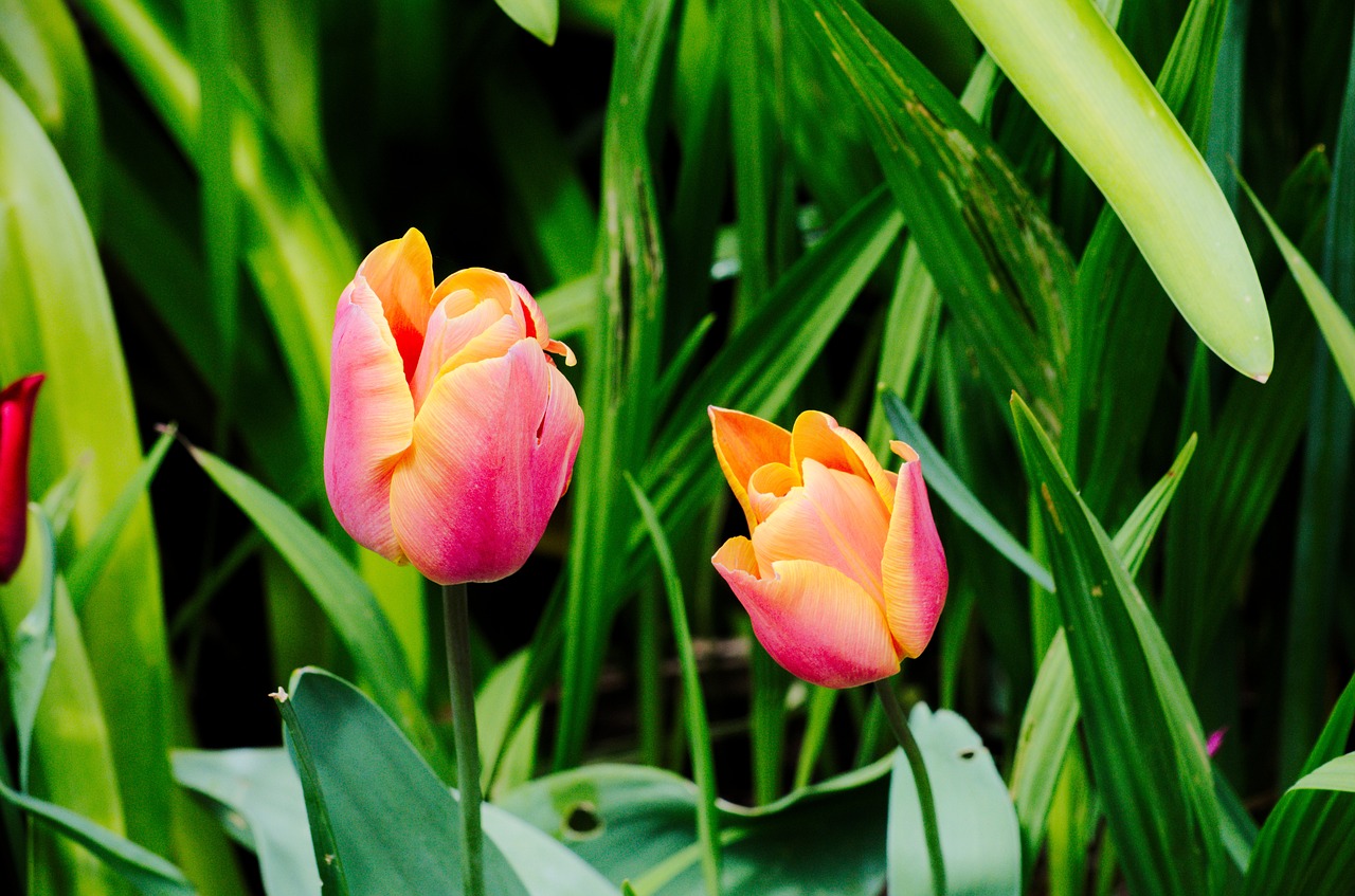 tulips flowers flora free photo