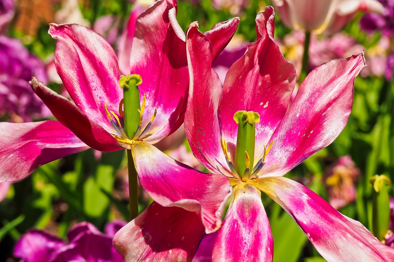 tulips flower violet free photo