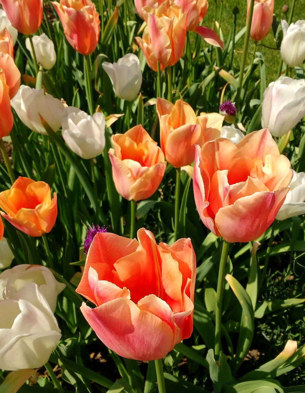 tulips white peach free photo