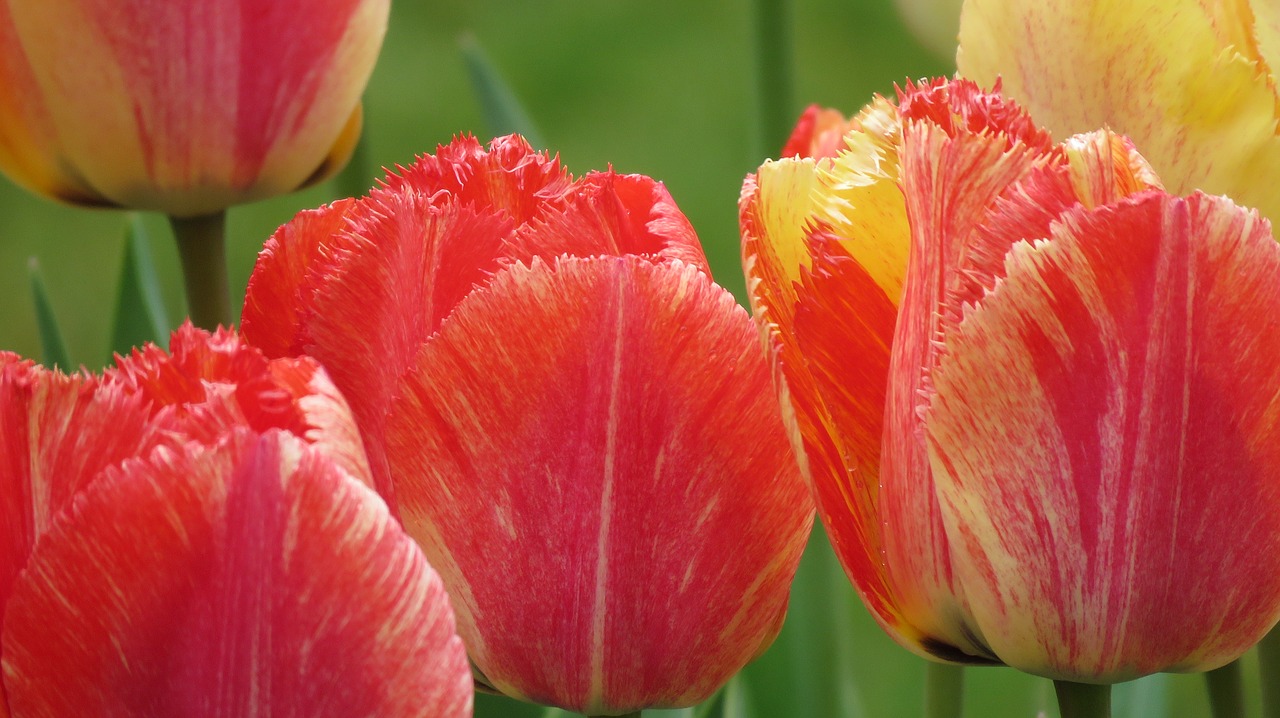 tulips spring color free photo