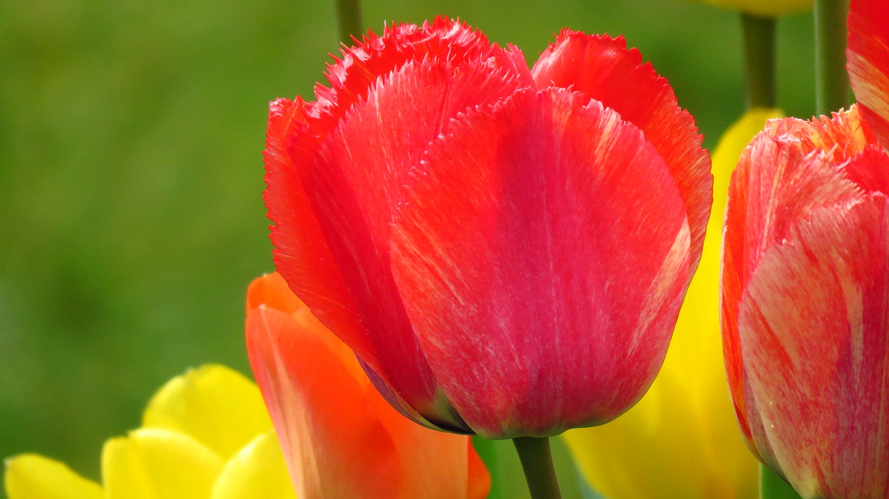 tulips spring color free photo