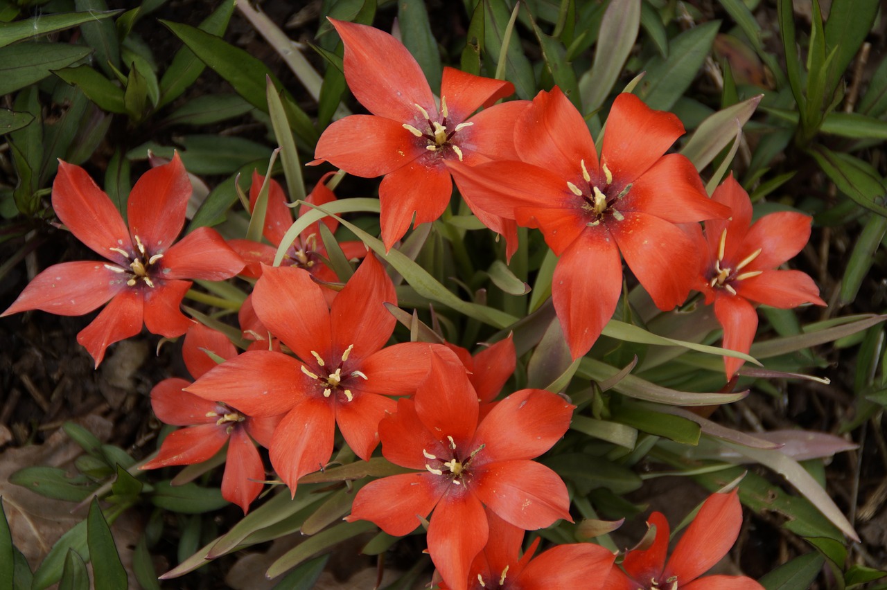 tulips gaudy color free photo