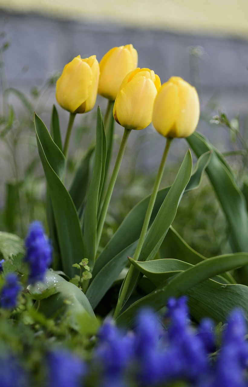 tulips yellow flower bed free photo