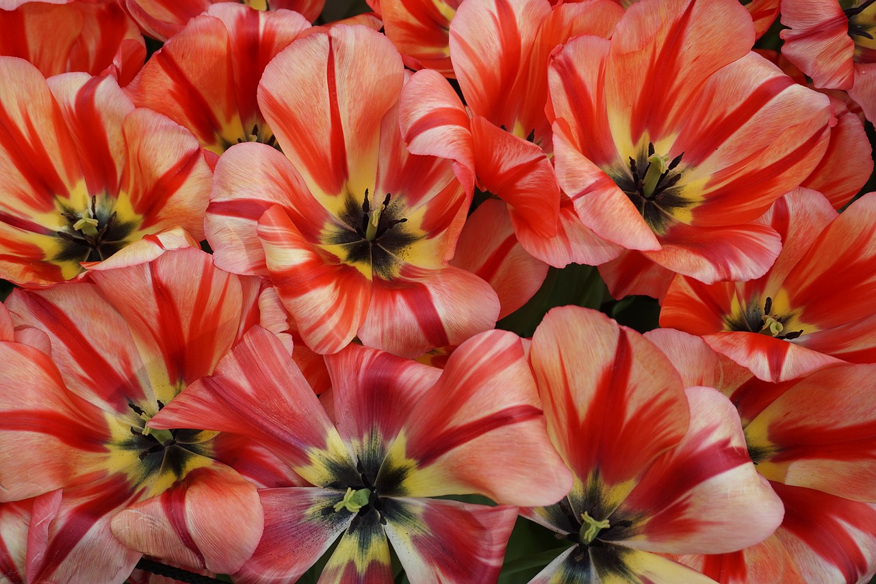 tulips flowers spring free photo