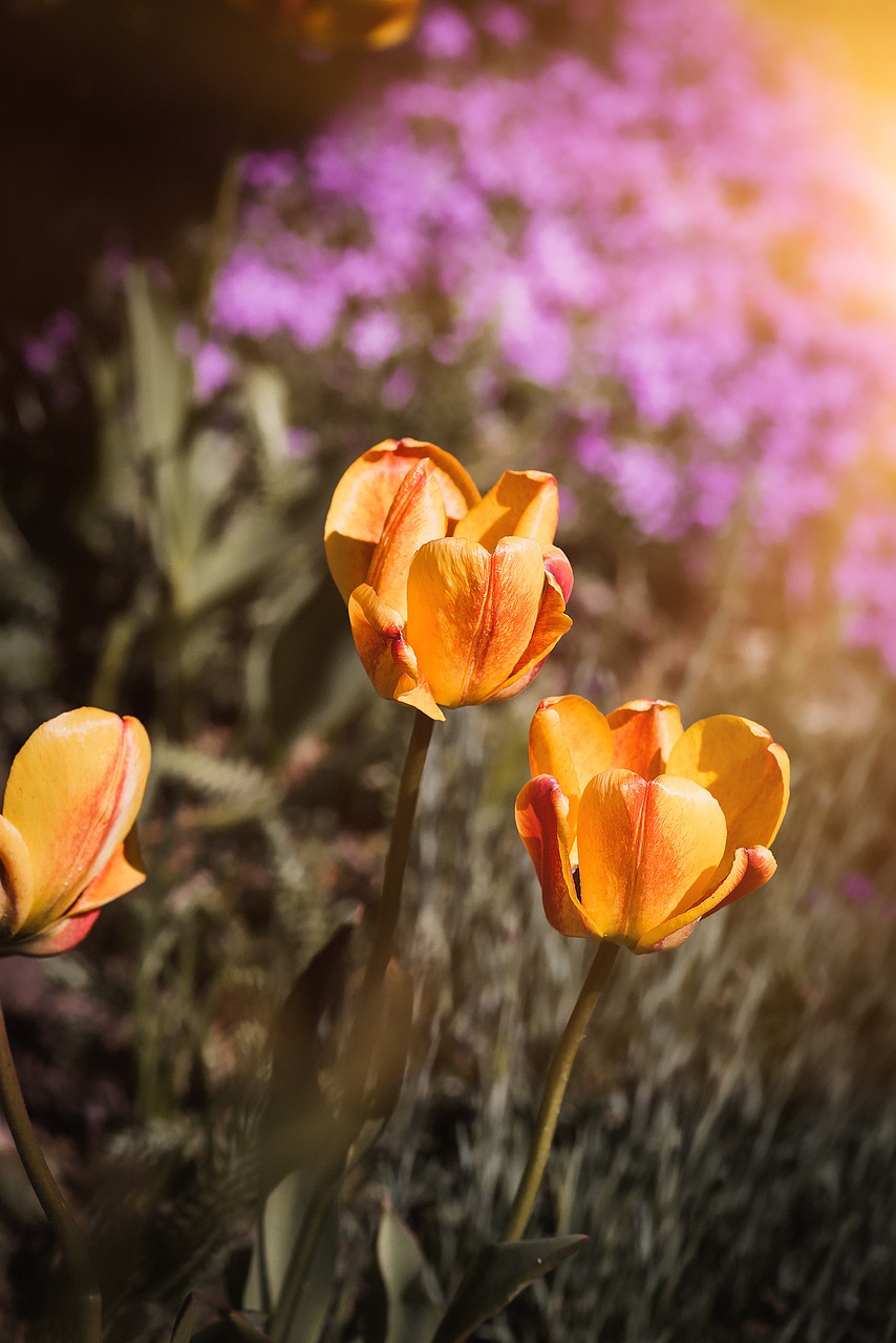 tulips flowers orange free photo