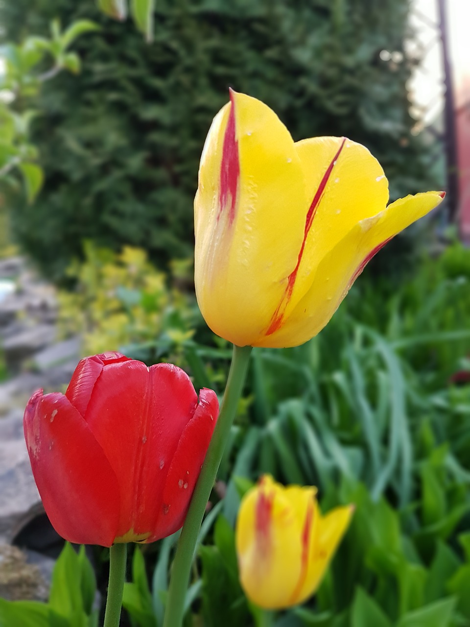 tulips flowers spring free photo