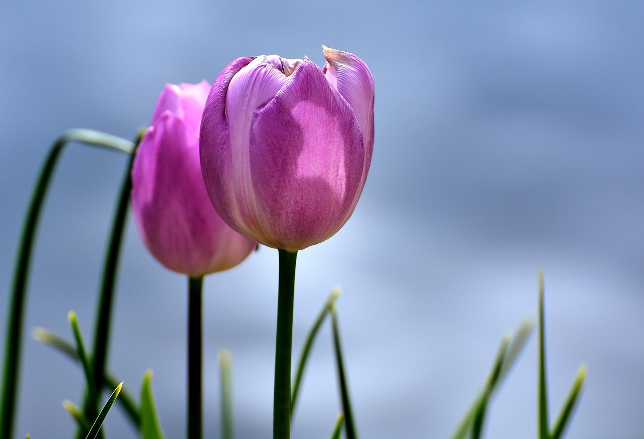 tulips pink flowers free photo