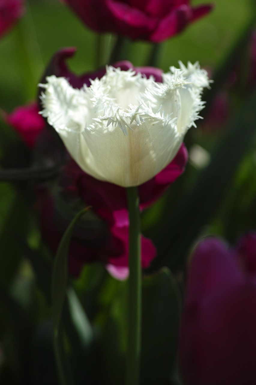 tulips flower flowers free photo