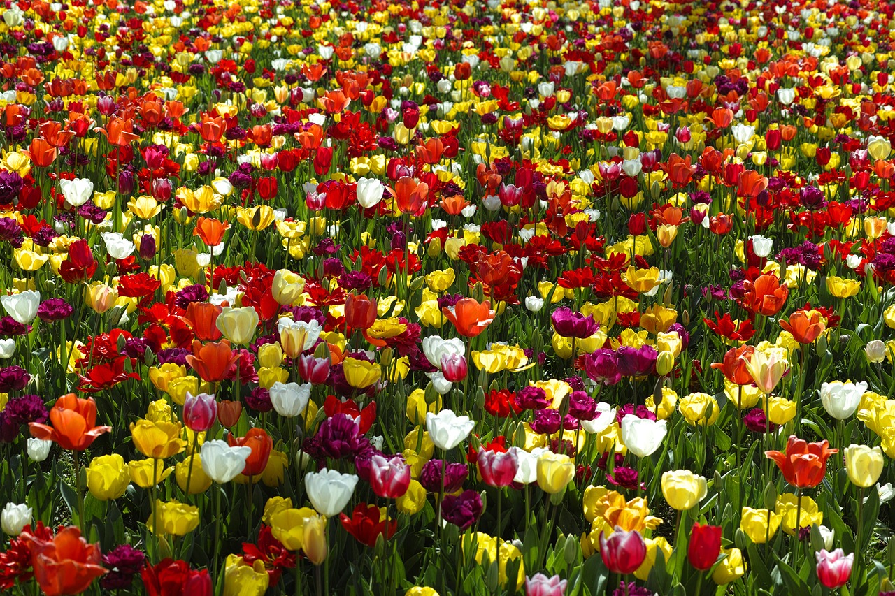 tulips flower flowers free photo