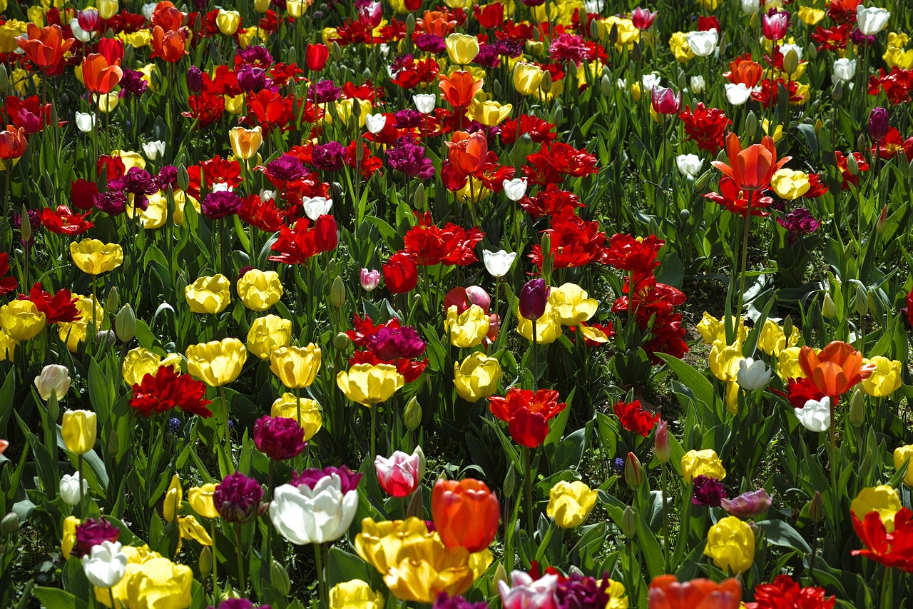 tulips flower flowers free photo