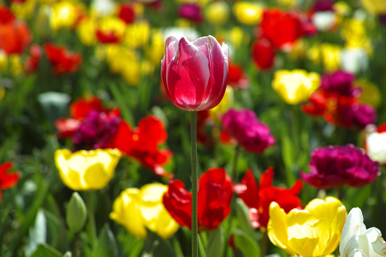 tulips flower flowers free photo