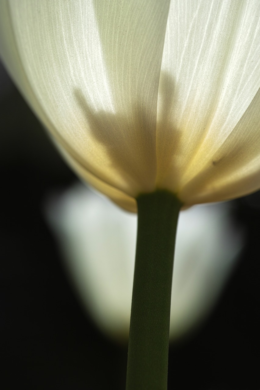 tulips white detail free photo