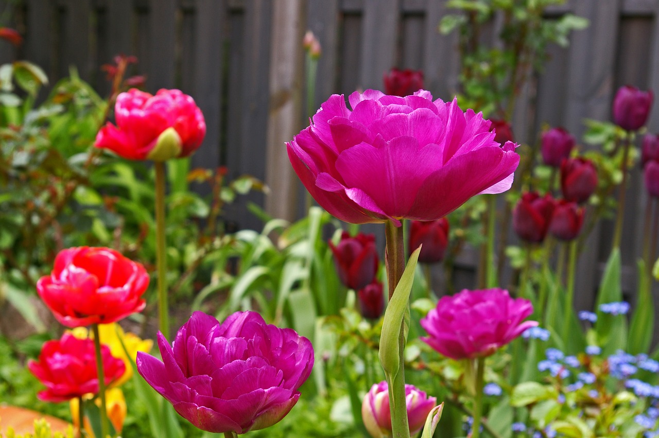 tulips garden spring free photo