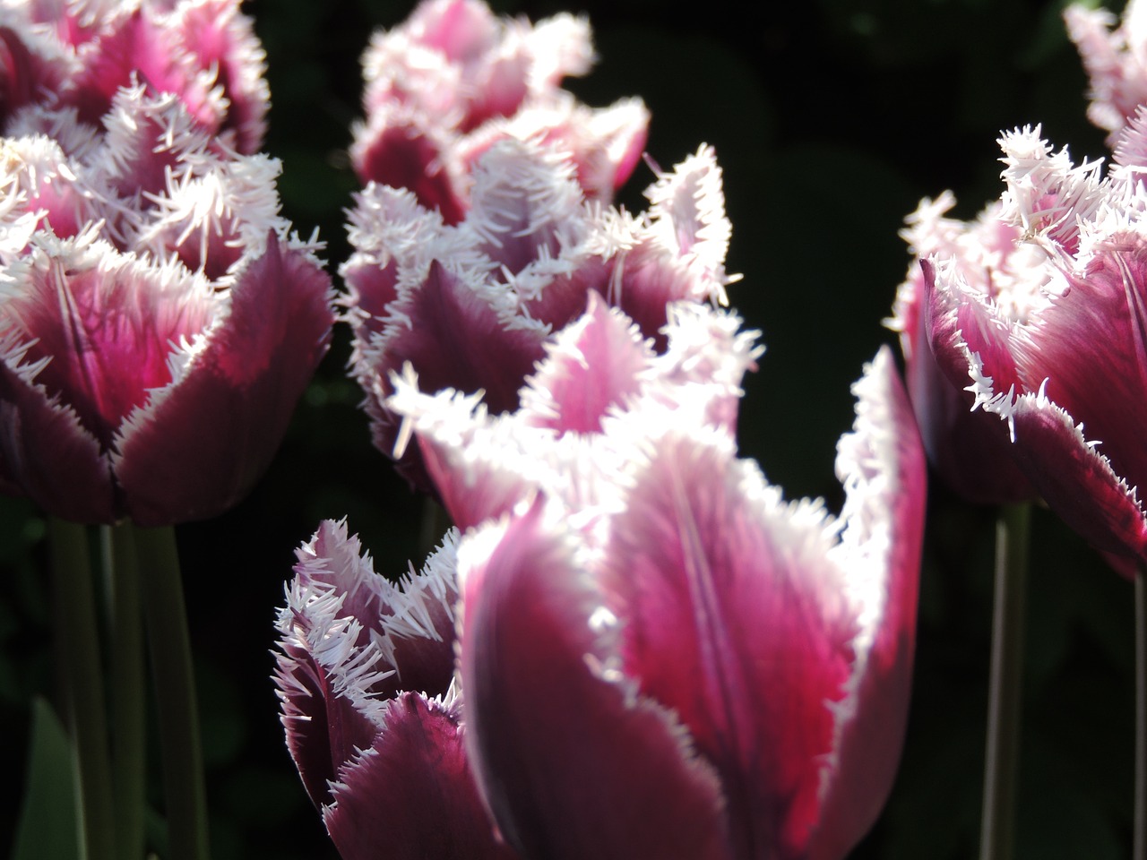 tulips lighting flower free photo