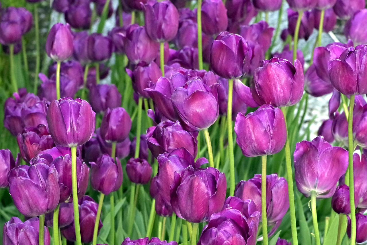 tulips violet garden free photo